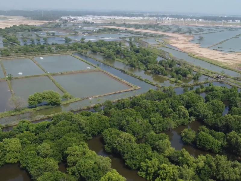 Gambar tambak dan kawasan hutan mangrove.