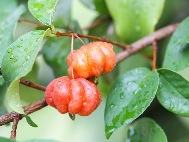 Buah dewandaru yang masih berada di pohonnya.