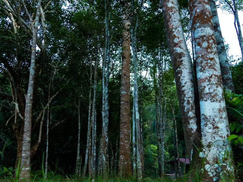 Kenalan dengan Pohon Gaharu, Harum Kayunya Luar Biasa Nilainya (2023) 82 Gambar pohon gaharu.