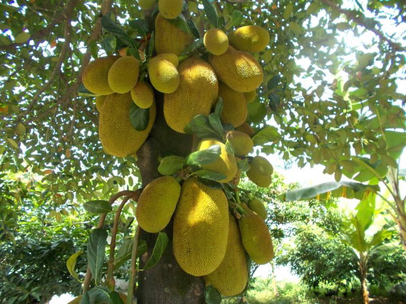 Gambar pohon nangka.
