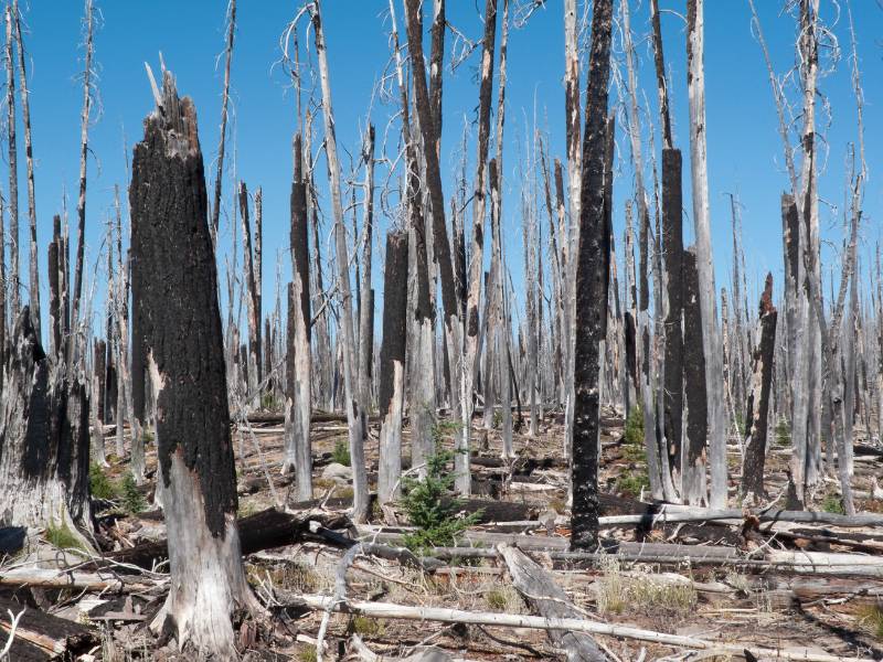 Dampak kebakaran hutan di Indonesia.