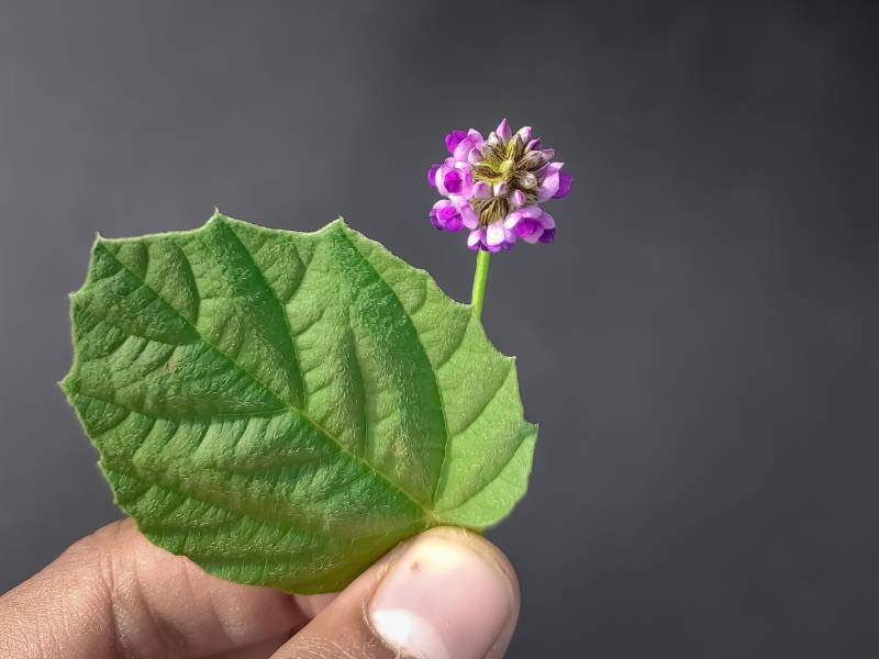 Gambar bunga bakuchiol.