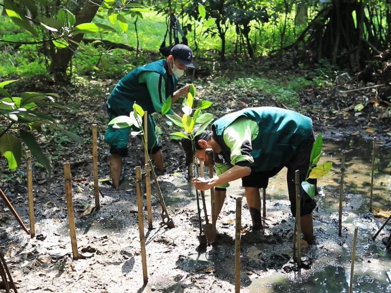 Penanaman mangrove di Pantai Indah Kapuk.