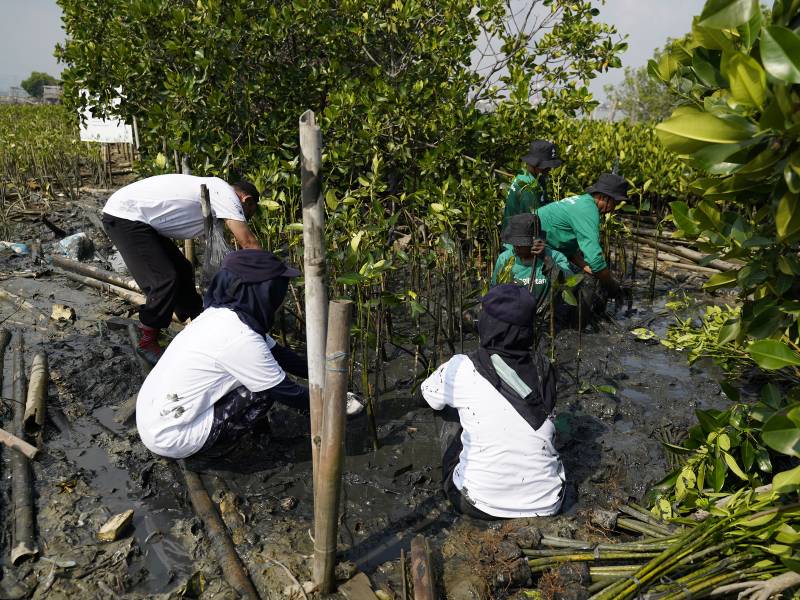 Arkadia works tanam ribuan pohon mangrove.