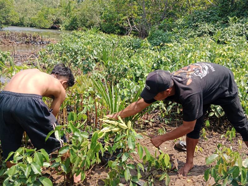 BTS ARMY menanam mangrove di Kampung Laut.