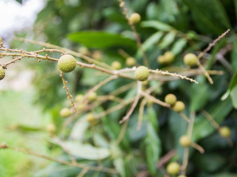 Buah kelengkeng dari dekat.