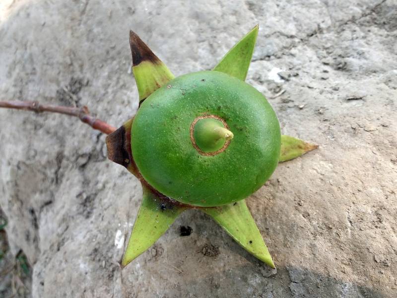 Gambar buah mangrove.