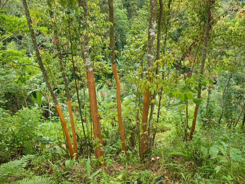 Cara membudidayakan pohon kayu manis.