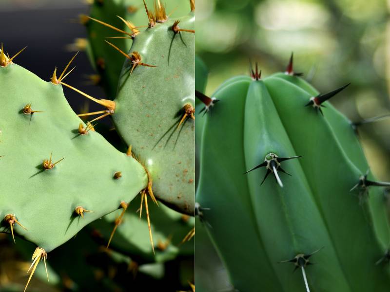 Bentuk daun kaktus.