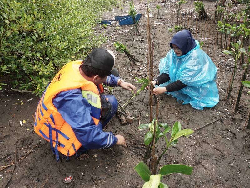 Penanaman mangrove Pentone.