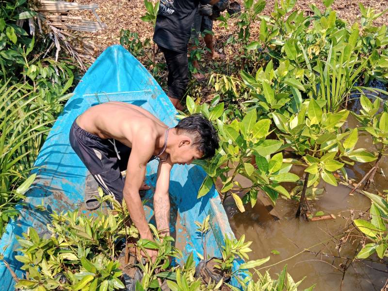 Penanaman mangrove BTS ARMY.