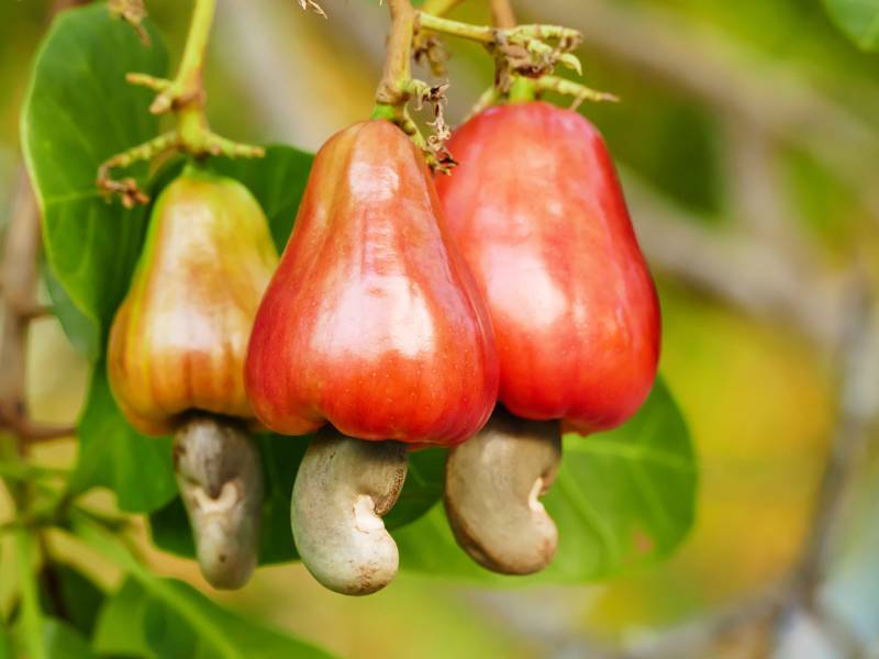Buah jambu monyet.