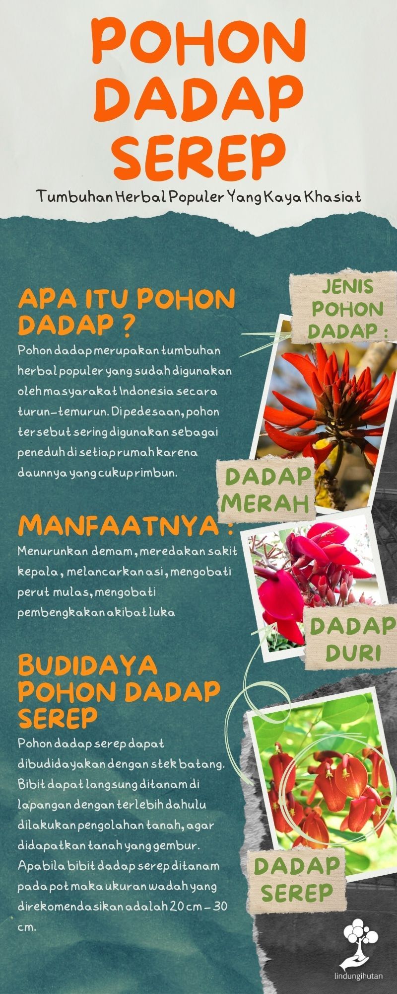 Infografis tentang pohon dadap.