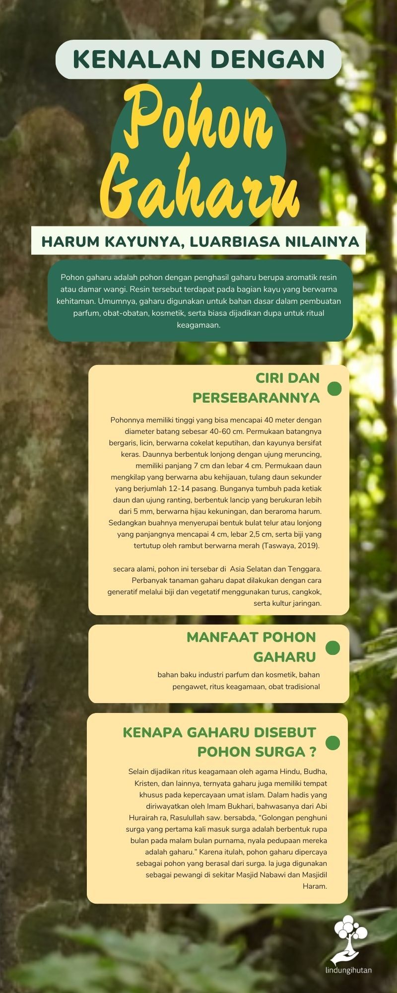 Kenalan dengan Pohon Gaharu, Harum Kayunya Luar Biasa Nilainya (2023) 83 Infografis pohon gaharu.