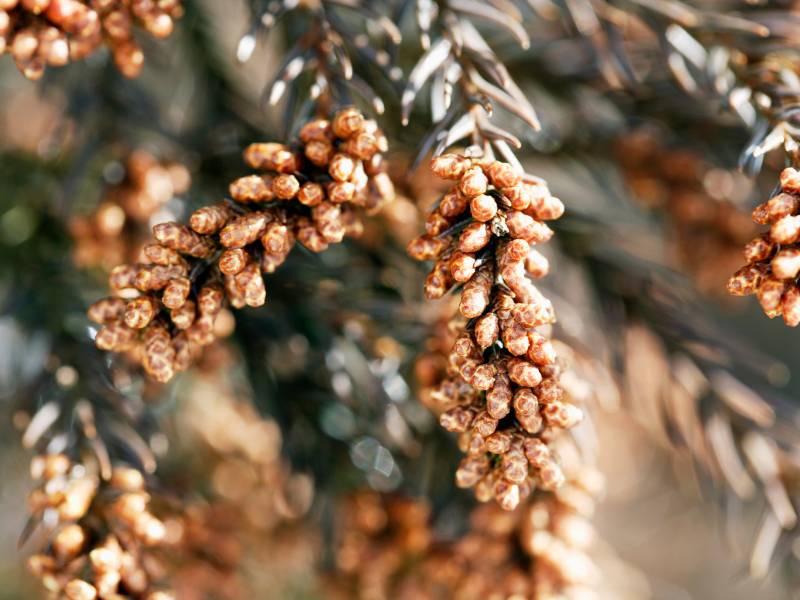 Gambar kacang cedar.