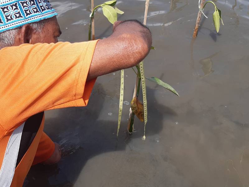 Penanaman mangrove oleh Aizen beauty.