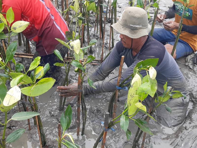 Bersama LindungiHutan Tisso tanam mangrove.