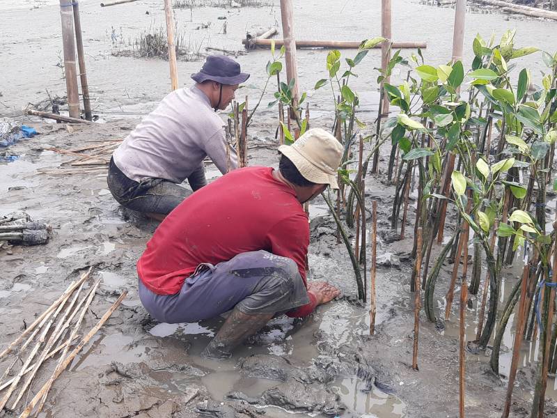 TISOO tanam mangrove.