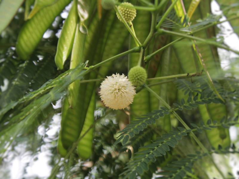 Pohon petai cina