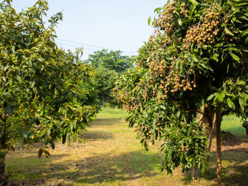 Gambar pohon kelengkeng.