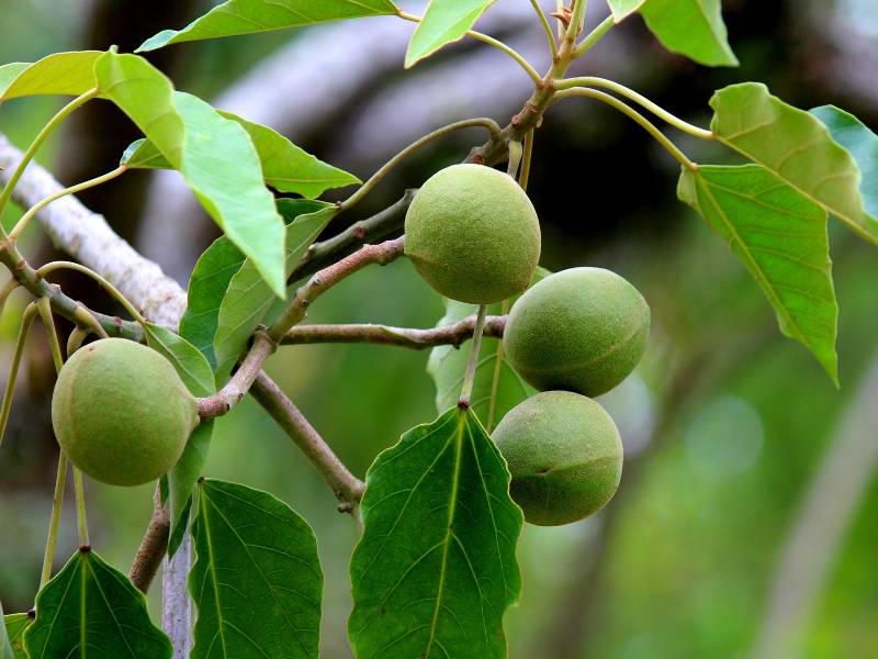 Gambar pohon kemiri.