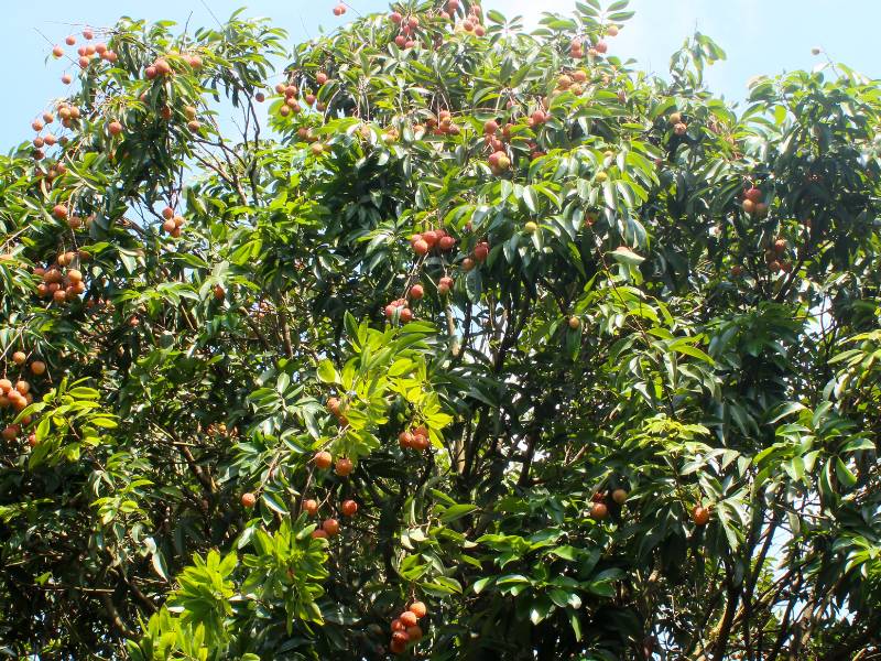 Pohon leci.