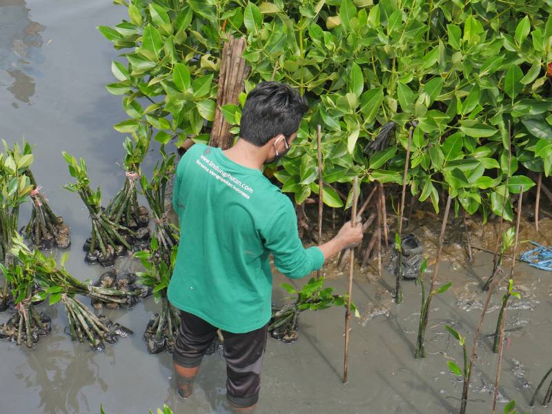 Ai lakukan penanaman mangrove