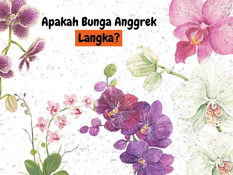 Bunga anggrek langka.