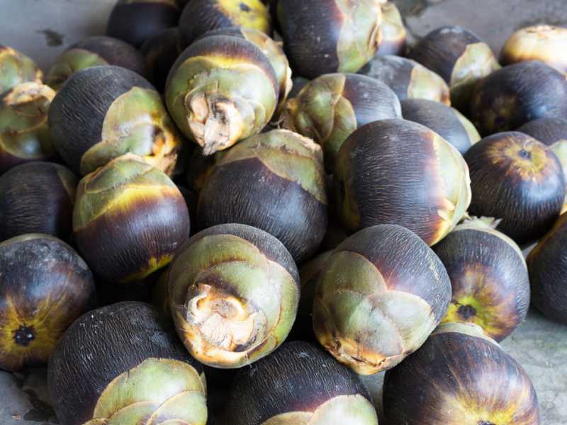 Bentuk buah lontar.