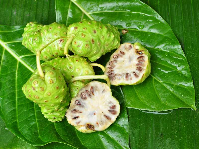 Gambar buah mengkudu.