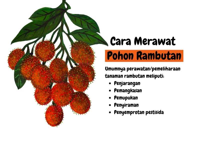 Merawat pohon rambutan.