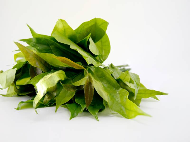 Daun melinjo.