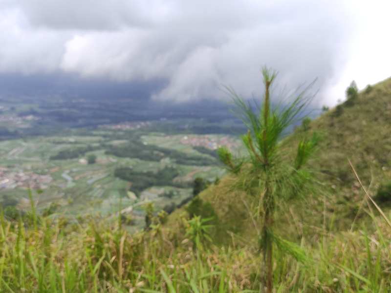 Kondisi lokasi penanaman di Gunung Andong.