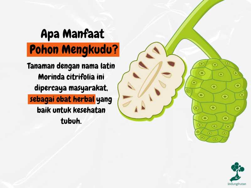 Manfaat pohon mengkudu.