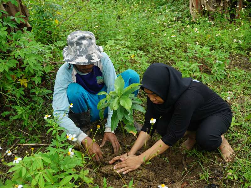 Penanaman pohon alpukat di Jabungan, Semarang.