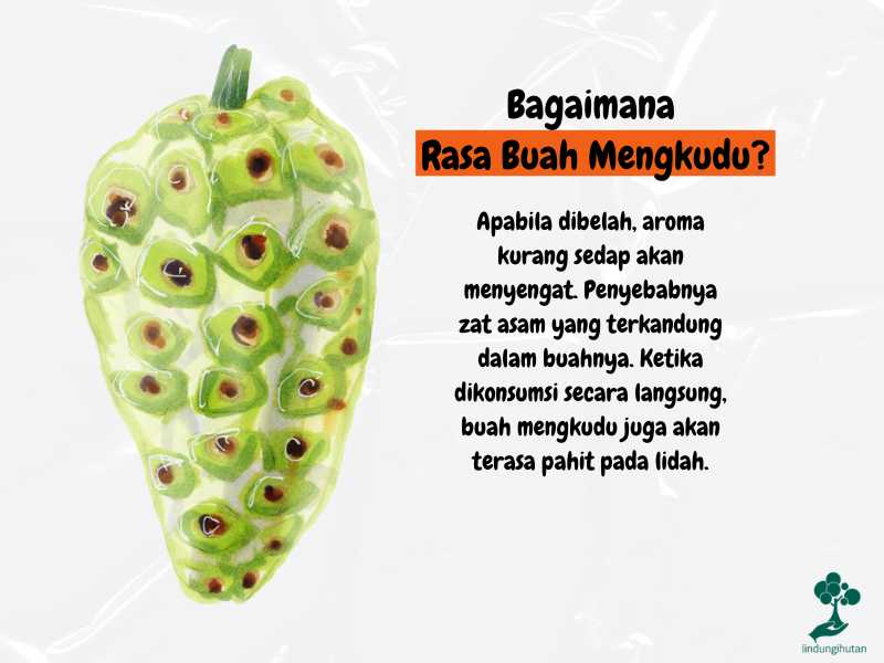 Rasa buah mengkudu.