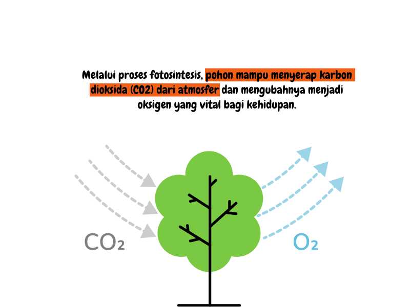 Gambar proses fotosintesis