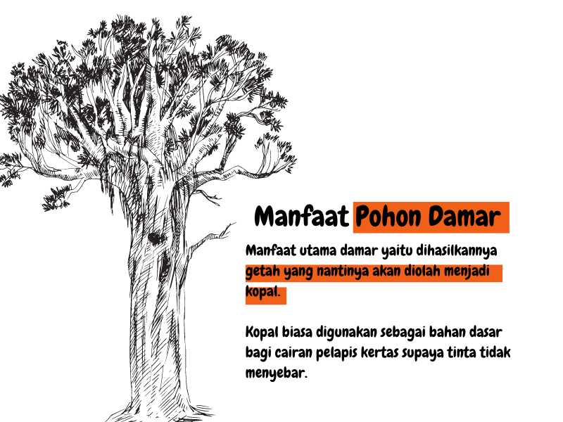 Manfaat pohon damar.