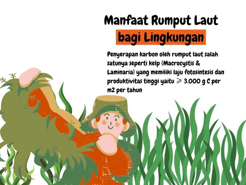 Manfaat rumput laut.