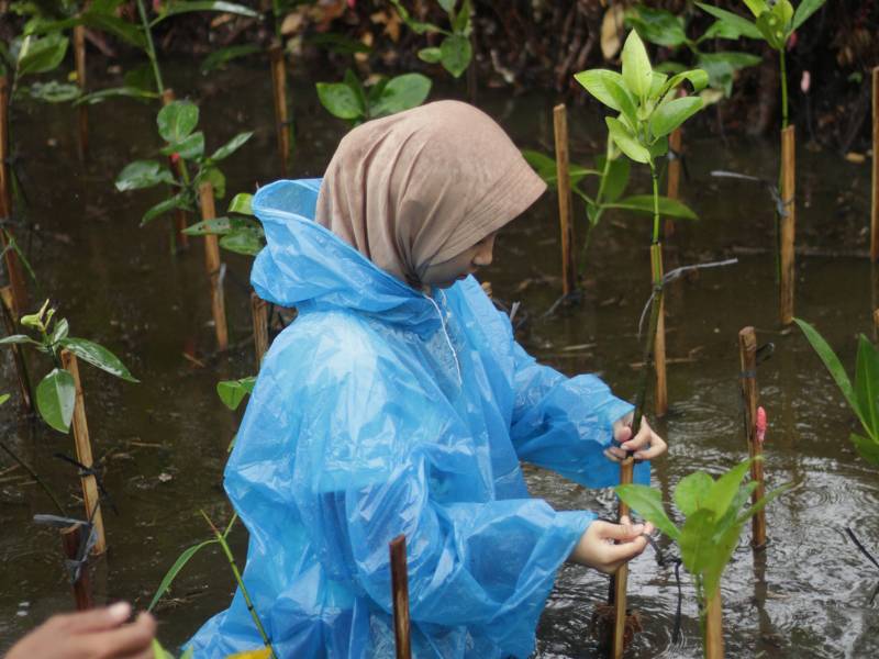 Menanam mangrove di pik