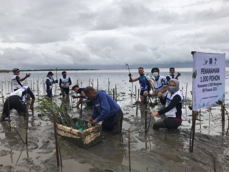 BFI Finance tanam mangrove di Pesisir Untia