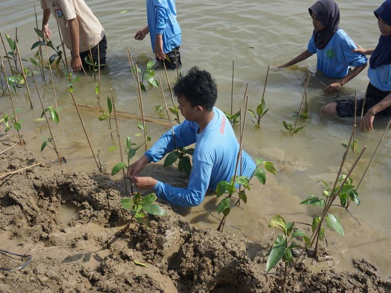 Penanaman mangrove di Pantai Kartika Jaya