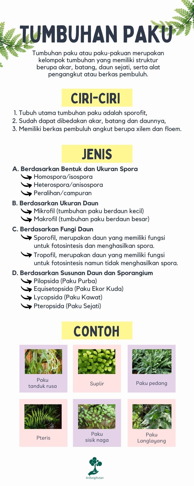 Tumbuhan Paku Adalah: Ciri-ciri, Jenis dan Contohnya (Update 2022) 82 Tumbuhan paku.