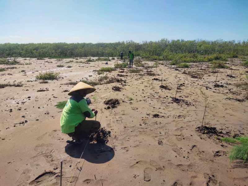 Pulau Cemara Sawojajar.