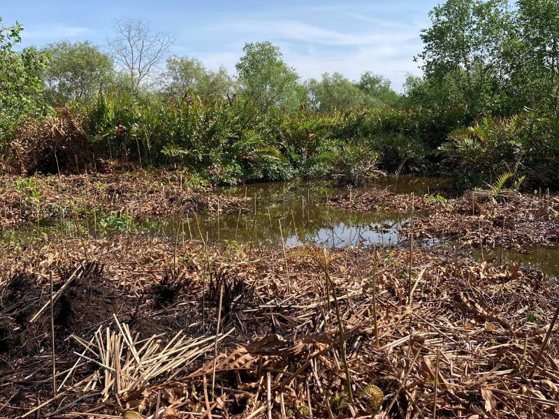 Lokasi penanaman di kampung laut