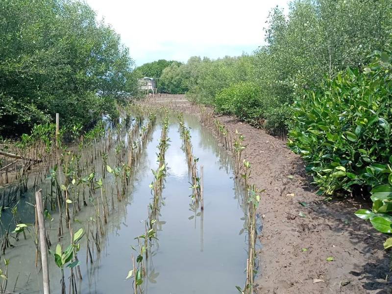 lokasi penanaman jejakin di Pantai Mangunharjo