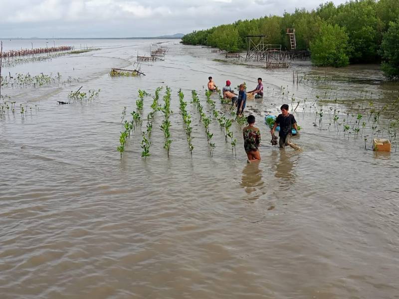 lokasi penanaman mangrove di hutan desa batu ampar