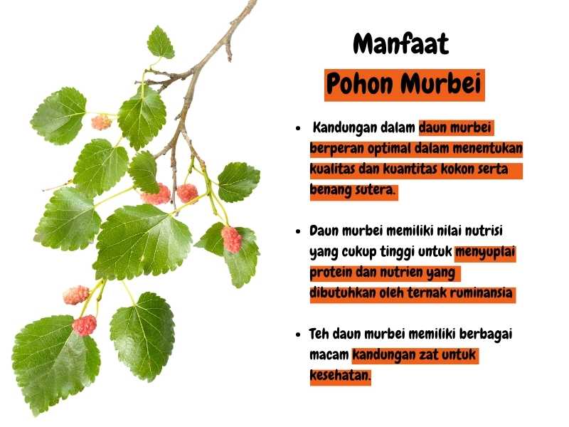 Manfaat pohon murbei.