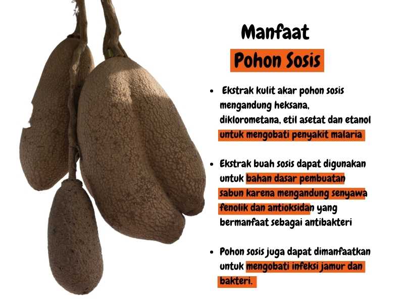 Manfaat pohon sosis.