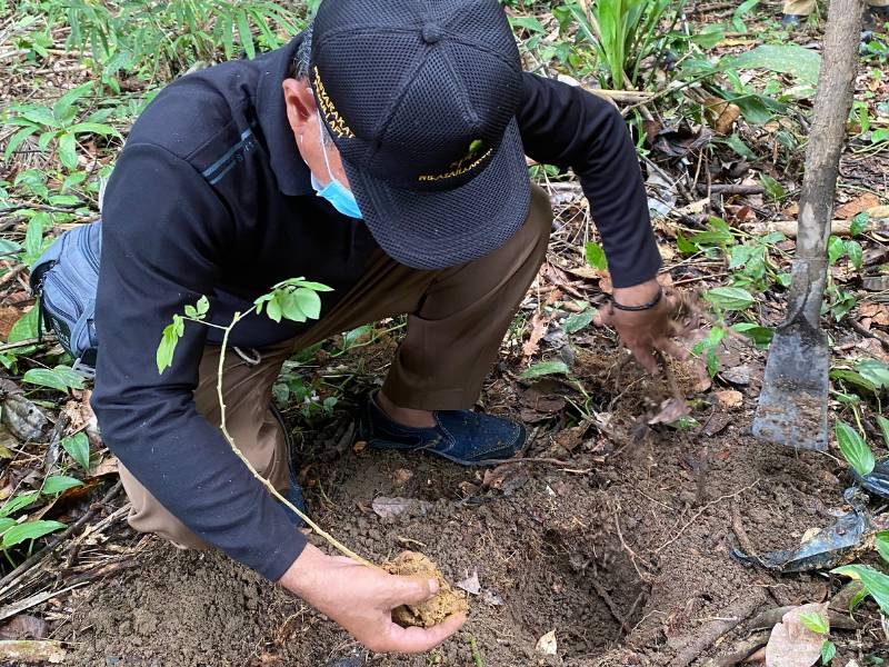 penanaman bibit trembesi di Bukit Puntong Sumiak